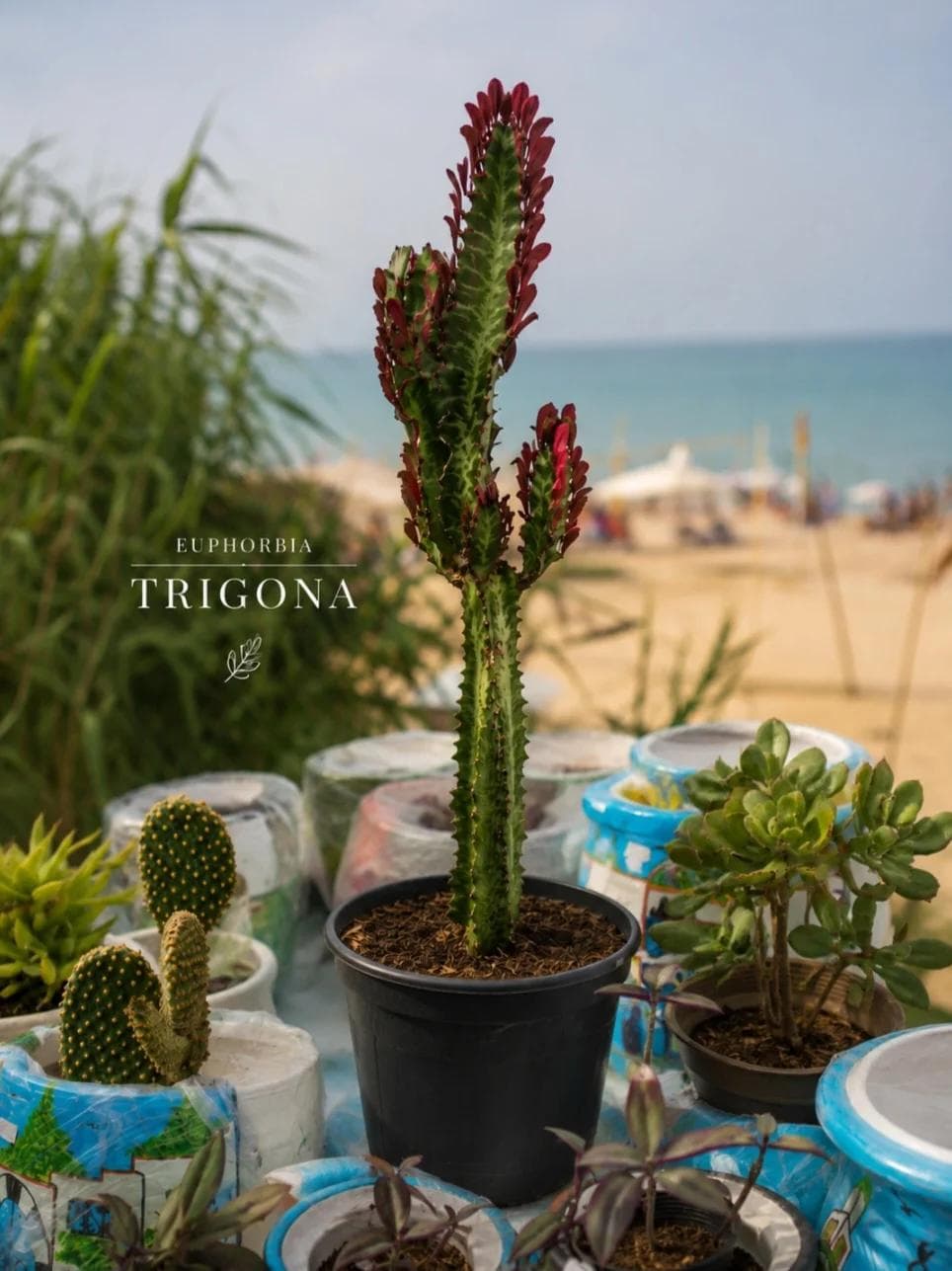 Euphorbia — A three-ridged column set with small leaves: an irritant white latex runs beneath the bark, so handle it with gloves.