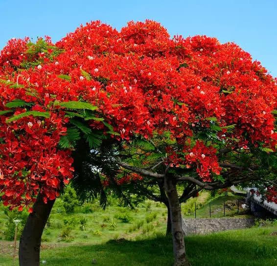 Flamboyant — Une couronne plate rouge écarlate au plus fort de l'été, et des gousses ligneuses d'un demi-mètre qui claquent au vent.