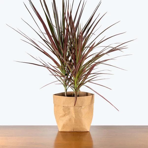 Dracaena Marginata — Troncs sinueux surmontés de plumeaux de feuilles étroites bordées de rouge : le dragonnier structure l'espace.