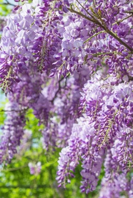 Wisteria Sinensis — Avec ses longues grappes mauves suspendues et son parfum enivrant au printemps, la Glycine est la plus spectaculaire des