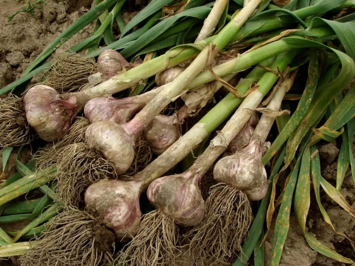 Ail — Planted clove by clove in autumn, it needs winter cold to split into a head. Without that chill, no cloves form.
