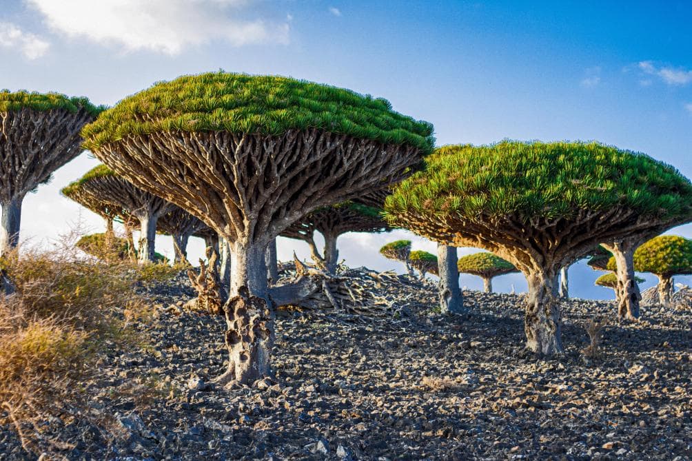 دم الأخوين — مظلّة من الأغصان المتشابكة في جزيرة سقطرى، وعصارة حمراء كالدم تُجمع منذ العصور القديمة.