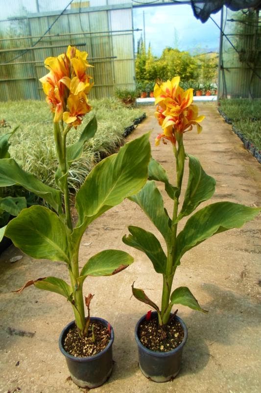 Canna — Broad banana-like leaves and scarlet or yellow flowers all summer, as long as it stays hot and damp.