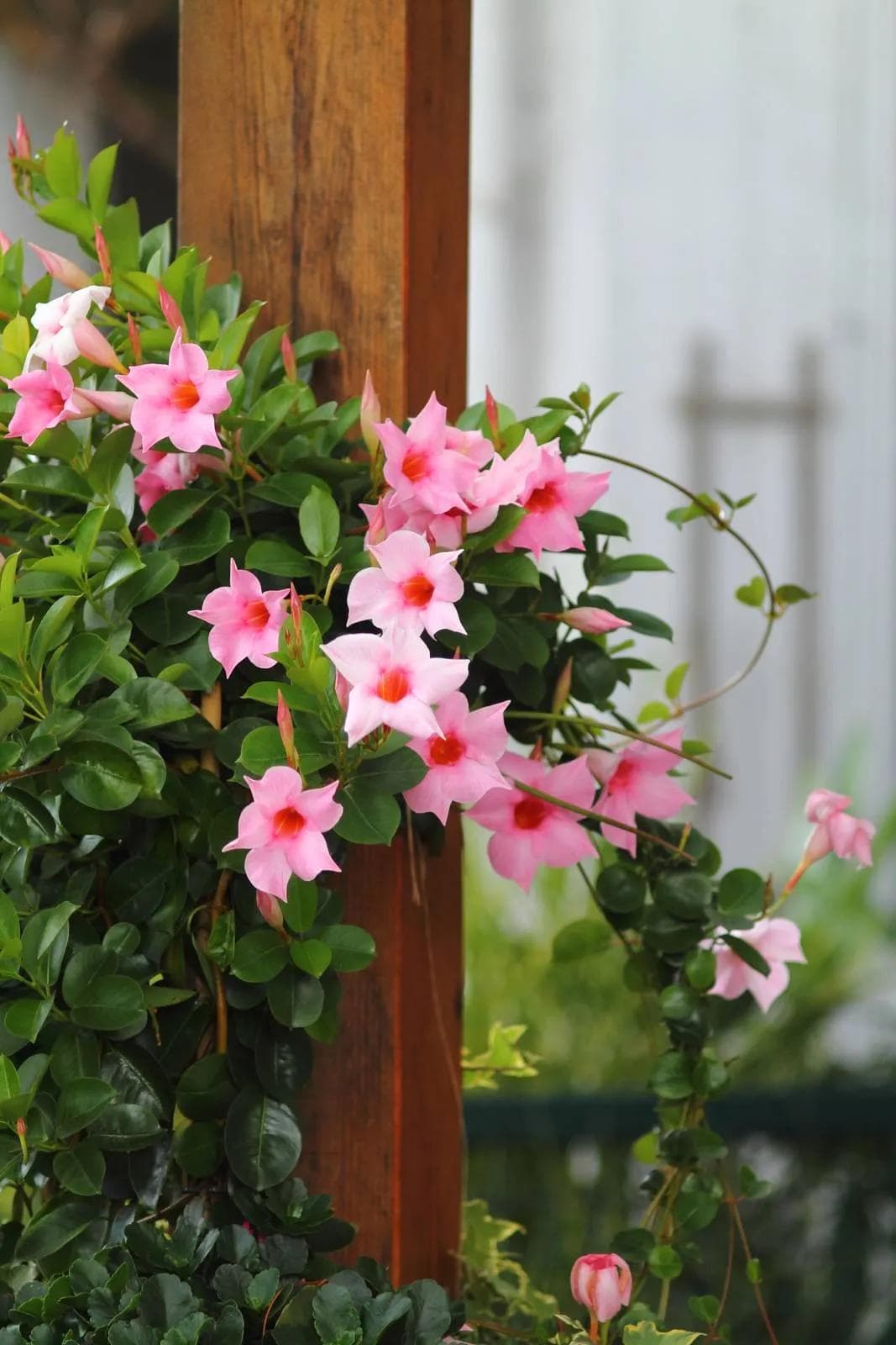 Dipladénia — A vine that flowers without a break from April to the first cold, on a south-facing balcony, and forgives a missed water