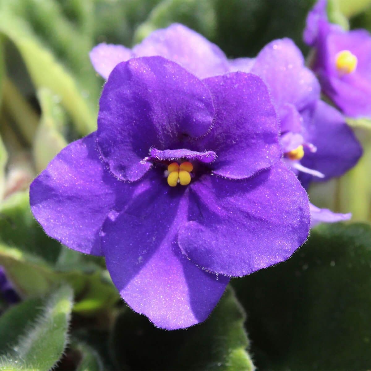 Violette Africaine — It flowers nearly year-round on a bright sill, as long as you water from below: one drop on its velvet leaves leaves a m