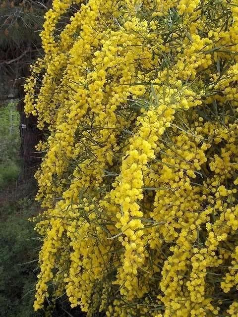 Acacia Saligna — Bright yellow pompoms in spring over weeping grey-green foliage — the tree that holds the dunes.