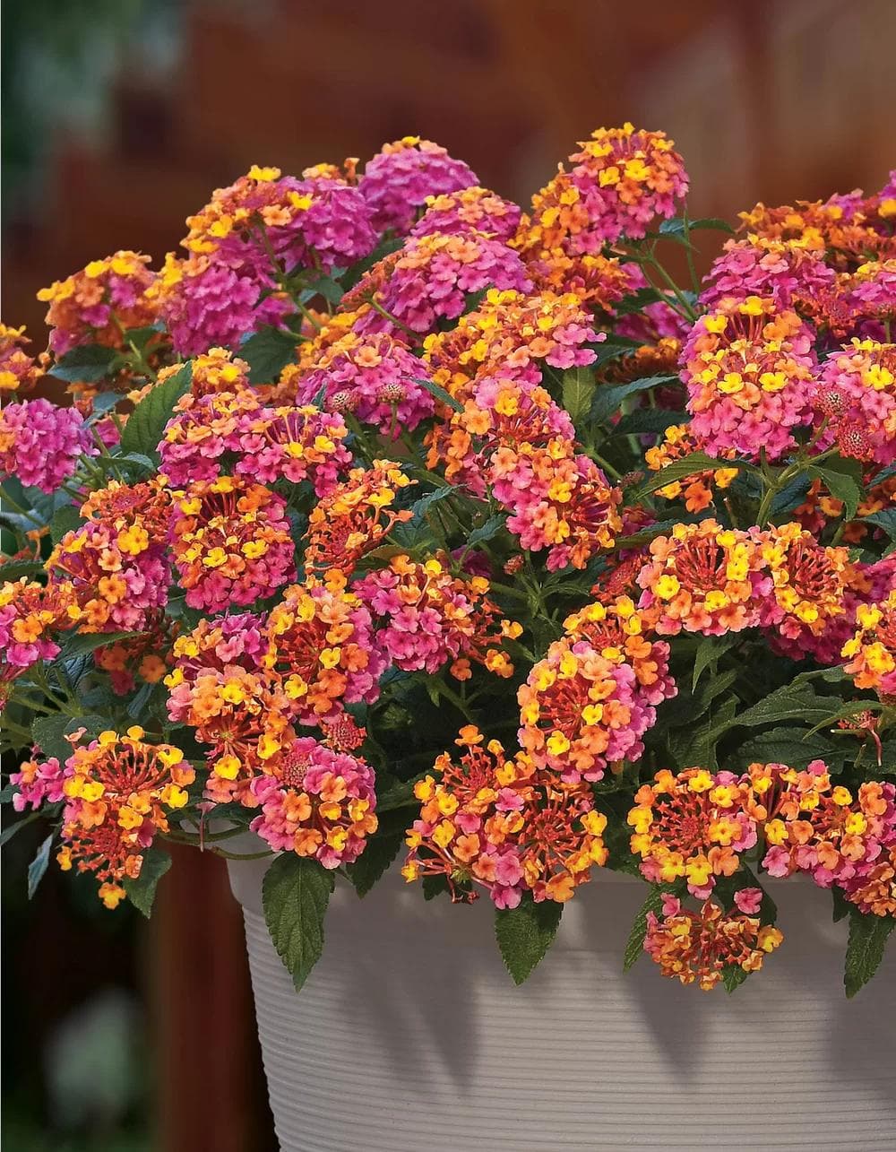 Lantana Camara — With two-toned clusters shifting from yellow to orange then red on the same umbel, the Lantana is a permanent firework f