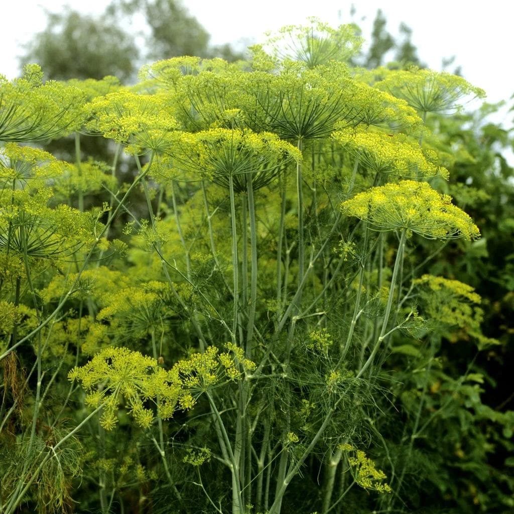 Aneth — Thread-fine blue-green foliage and wide yellow umbels — the herb of fish, marinades and preserves.