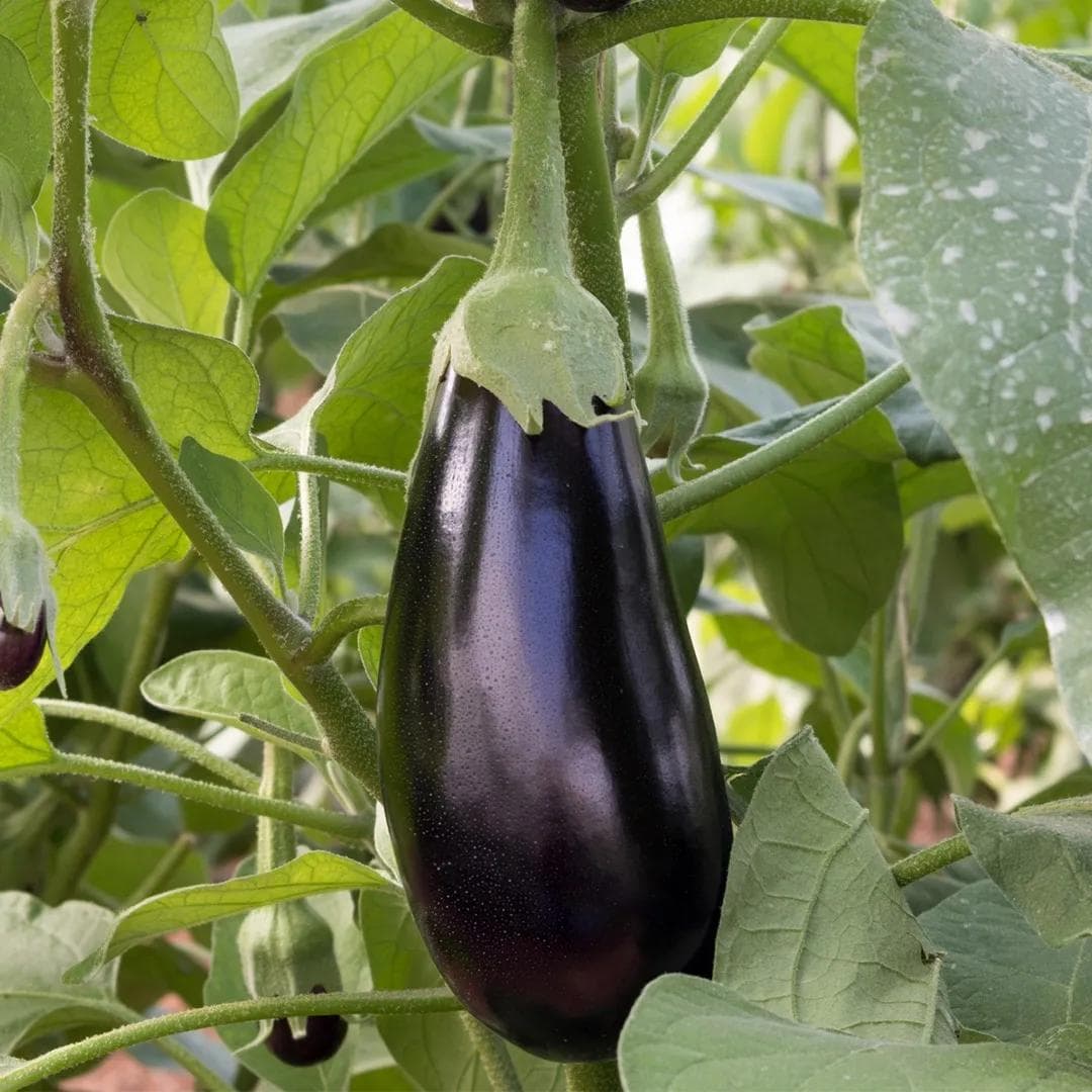 Aubergine