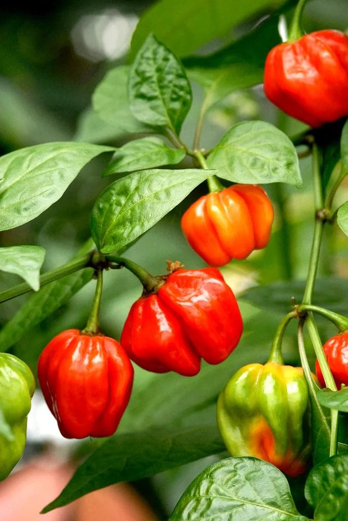 Piment doux — With its fleshy green, red or yellow fruit, the Sweet Pepper is one of the most productive and colourful vegetables of t