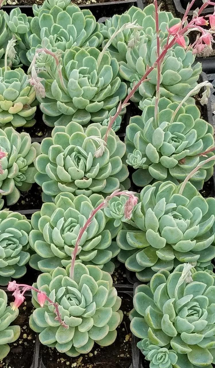 Echeveria Elegans — With its perfectly geometric rosette of pearly blue-green leaves, Echeveria is one of the most graceful and easy-going s