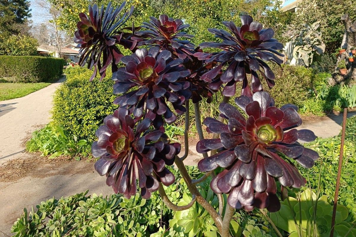 Aeonium Arboreum — Flat rosettes atop bare stems, green or near-black: a succulent that works in winter and sleeps through summer.