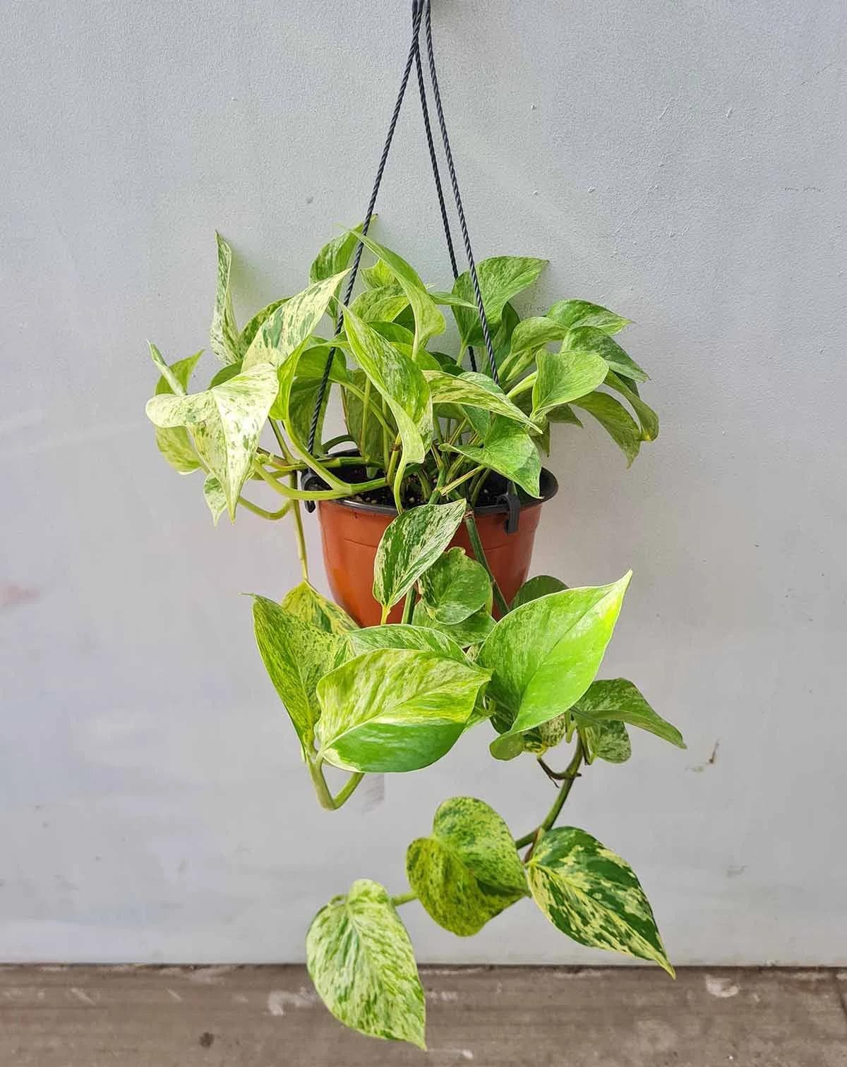 Epipremnum Marble Queen — Panachure crème et vert éclaboussée comme du marbre : la Marble Queen est la plus lumineuse des lianes d'intérieur.