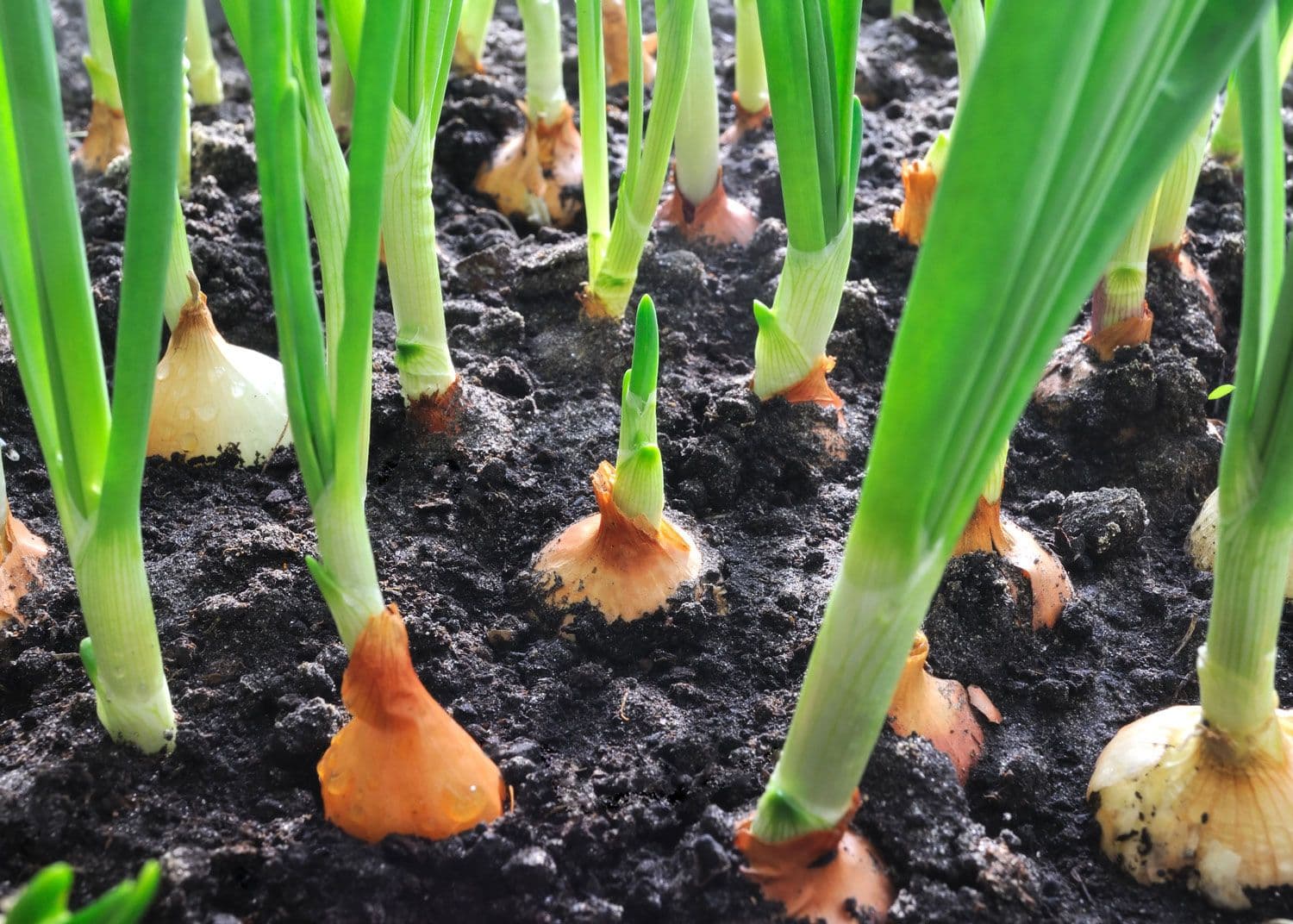 Oignon — The keeping bulb: it swells as the days lengthen, then needs dry soil to store until the following spring.