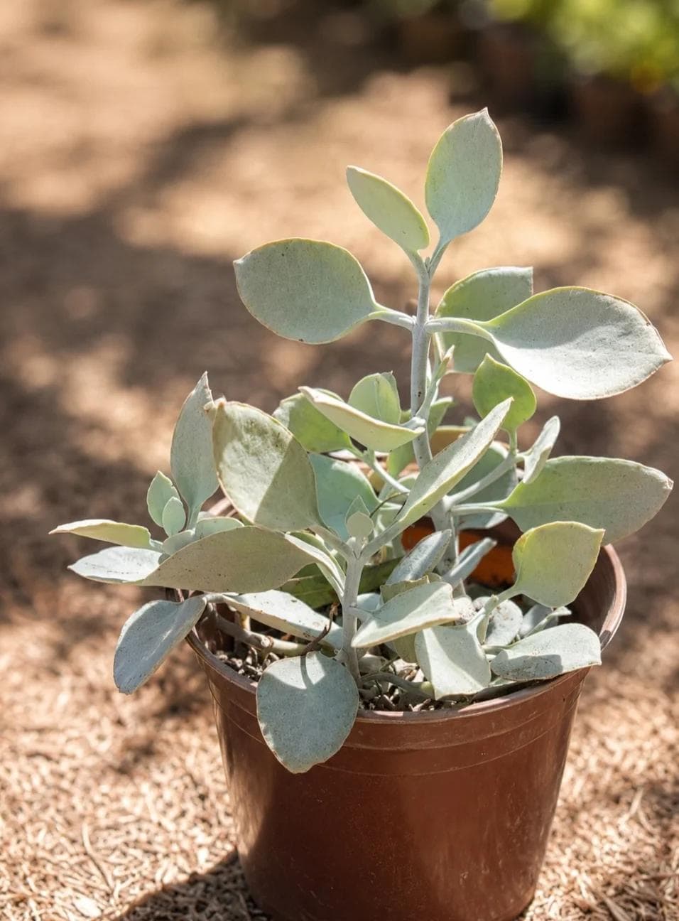 كلانشو الملاعق الفضية — Des feuilles en forme de cuillère, couvertes d'un feutre blanc si dense que la plante semble avoir été trempée dans l'ar