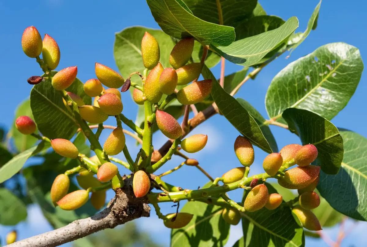 Pistachier — Avec son feuillage caduc léger et ses grappes de fruits à coque, le Pistachier est un arbre de terres sèches qui récompe