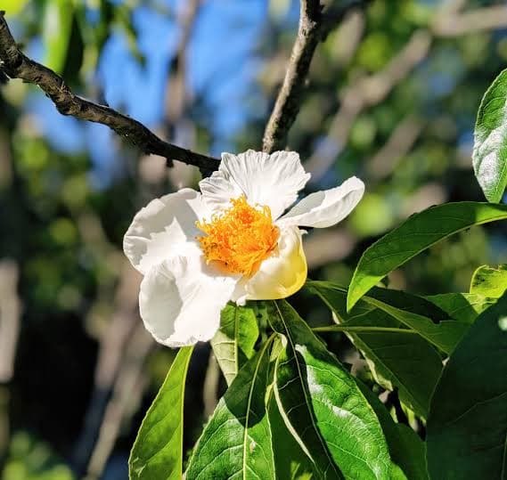 Franklinia — Extinct in the wild since 1803: every living Franklinia descends from a handful of seeds collected in Georgia by the Bar