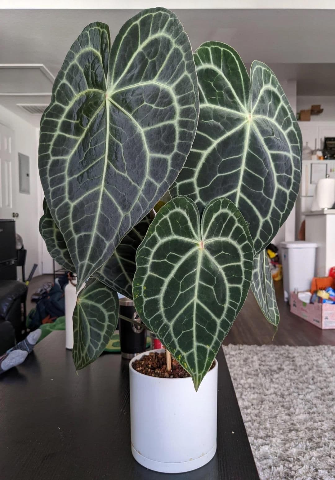 Anthurium Clarinervium