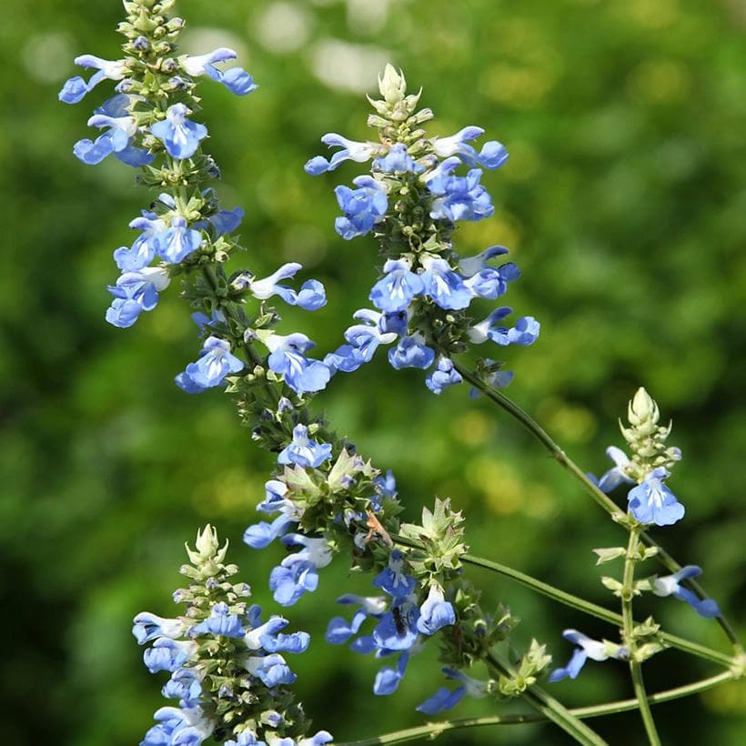 Salvia Uliginosa