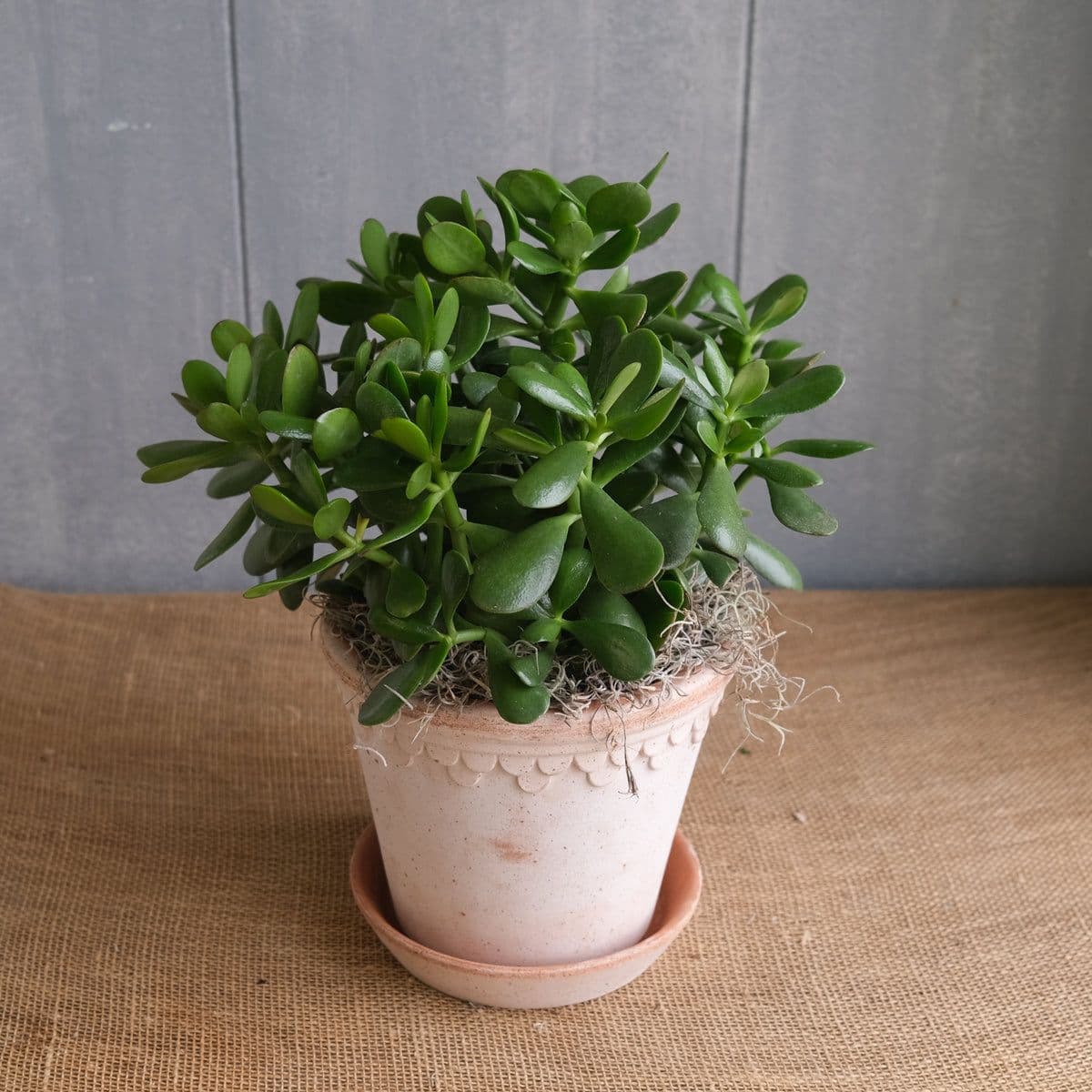 Crassula Ovata — Des feuilles charnues bordées de rouge au soleil : elle vieillit en petit arbre, et fleurit en étoiles blanches après un