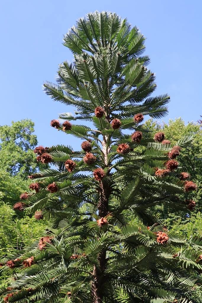 Pin de Wollemi — With prehistoric fern-like foliage and bubbling bark, the Wollemi Pine is a tree thought extinct for two hundred million