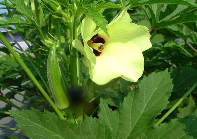 Gombo — A hibiscus relative: cream-yellow flowers with a purple heart, pods picked young every other day under July heat.