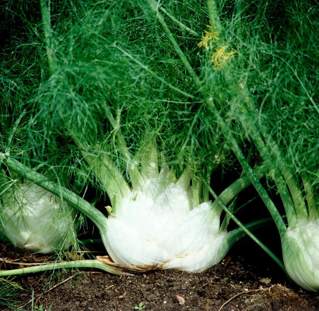 Fenouil — Un bulbe blanc croquant au goût d'anis, surmonté d'un panache de feuilles filiformes.