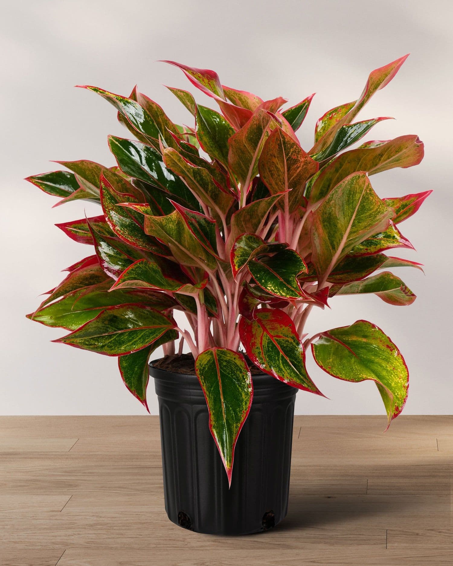 Aglaonéma Red Siam — Raspberry-pink veins on dark green foliage: the colour of a sun plant with the tolerance of a shade one.