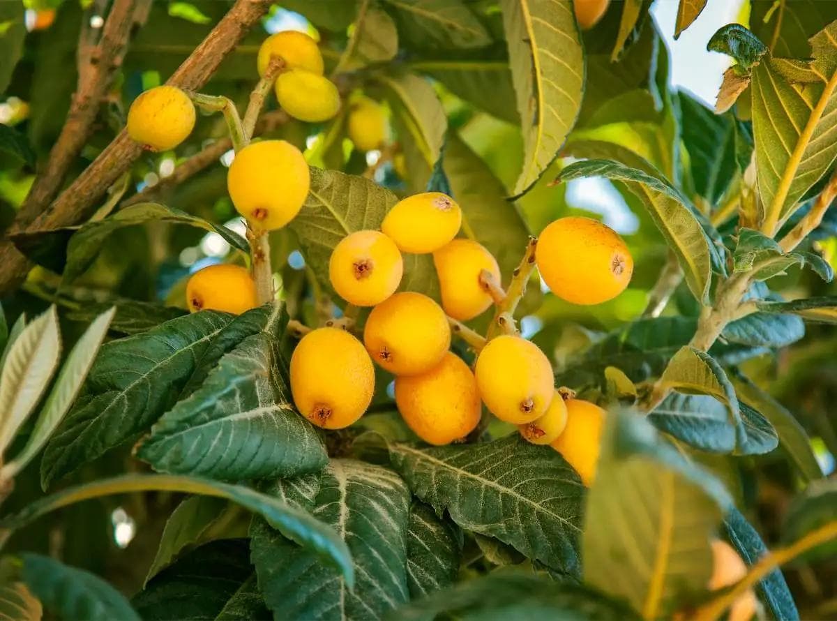 Néflier du Japon — With its leathery evergreen foliage and orange fruit in early spring, the Loquat is one of the very first fruit trees of
