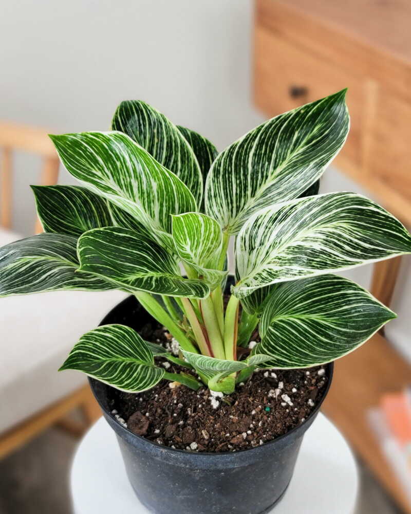Philodendron Birkin — A spontaneous mutation on a red Philodendron: cream pinstripes that draw themselves differently on every leaf.