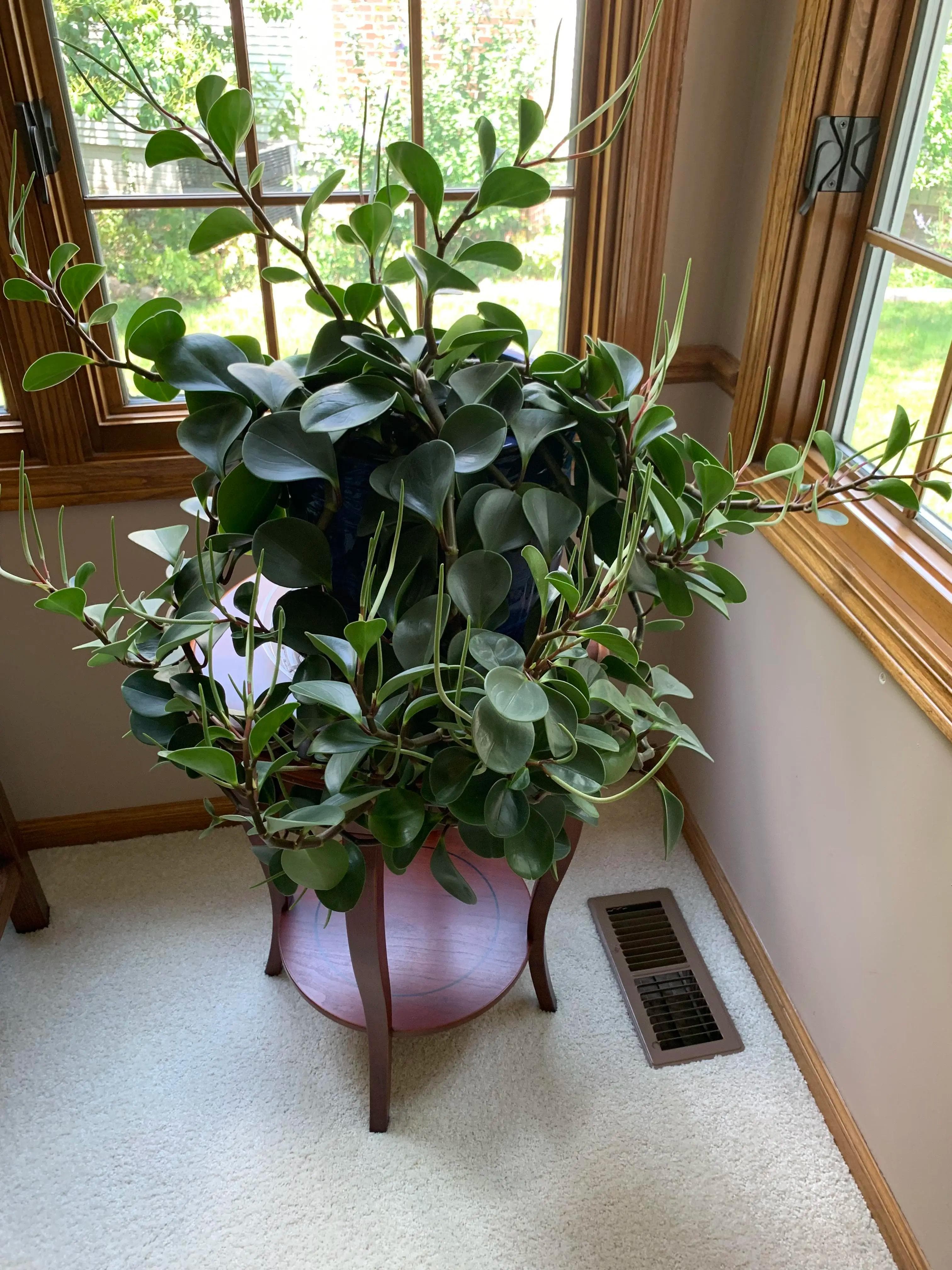 Peperomia Obtusifolia — Feuilles rondes, épaisses et vernissées sur des tiges compactes : la Peperomia est la plante parfaite des petits espaces