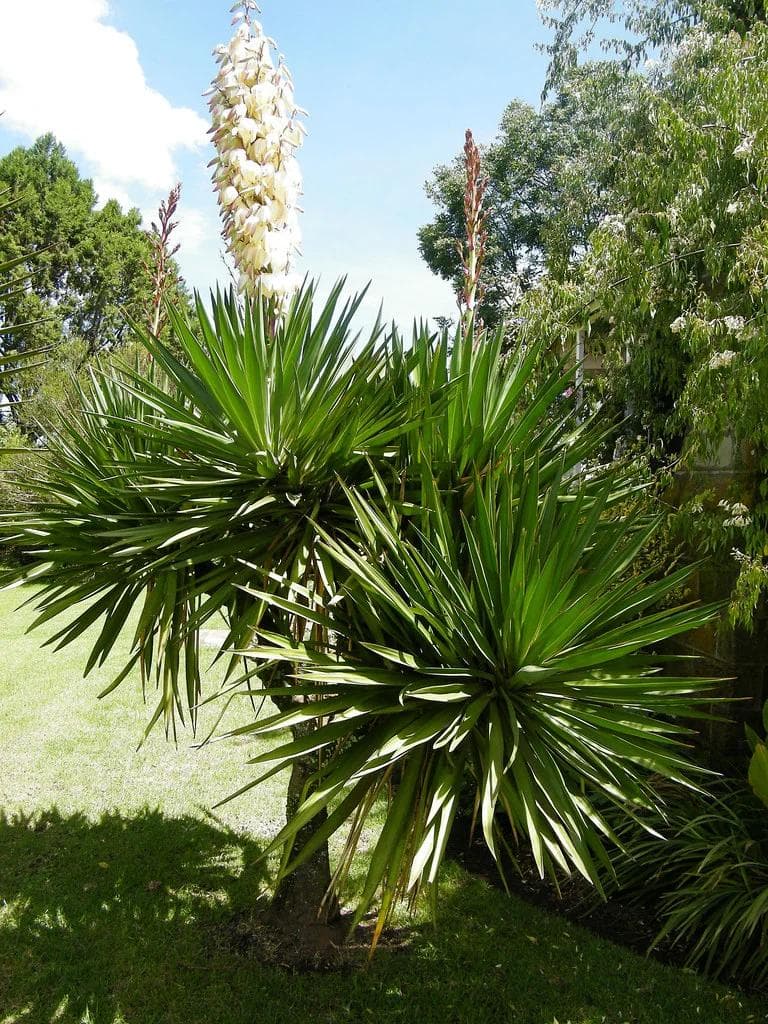 Yucca Gloriosa — With rosettes of rigid, sword-like leaves topped in summer by a tall spike of creamy white bells, the Glorious Yucca liv
