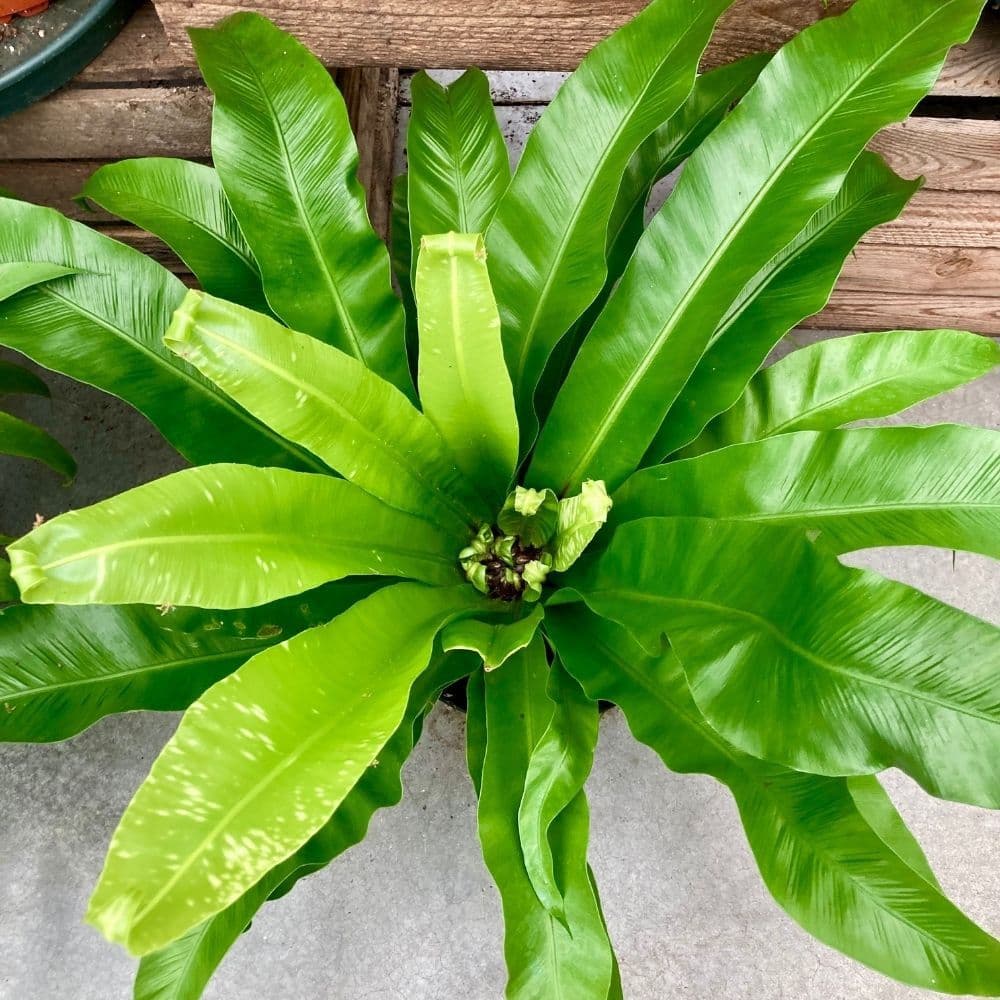 Fougère Nid d'Oiseau — A rosette of smooth fronds arranged in a crown, growing high in trees and harvesting whatever falls.