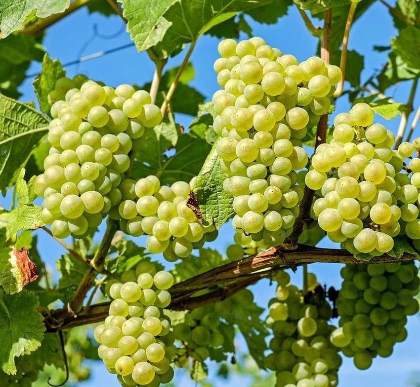 Vigne — Avec ses feuilles lobées et ses grappes translucides suspendues sous la treille, la Vigne conjugue l'ombre du jardin et