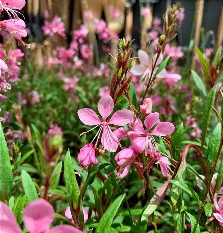 Gaura Lindheimeri — Nuée de fleurs légères blanches ou roses dansant au moindre souffle sur de longues tiges souples : la Gaura est un vol d