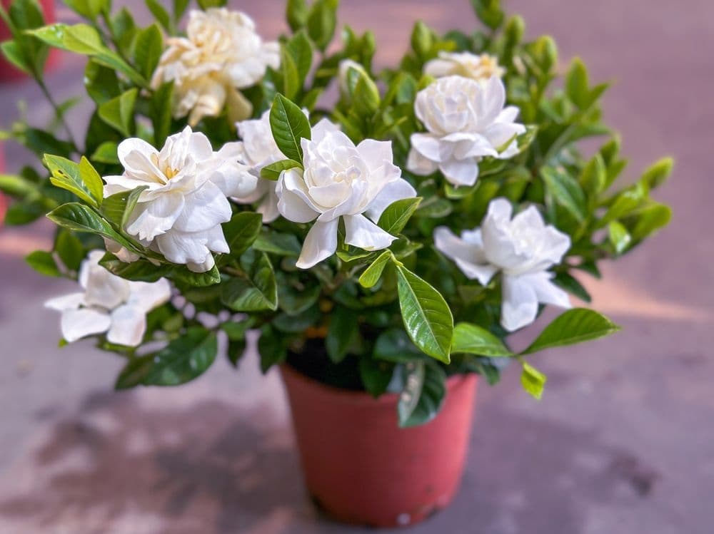 Gardénia — Un parfum de tubéreuse sur des fleurs de cire blanche : elle exige un sol acide, ce qui en fait un défi sur les terres c