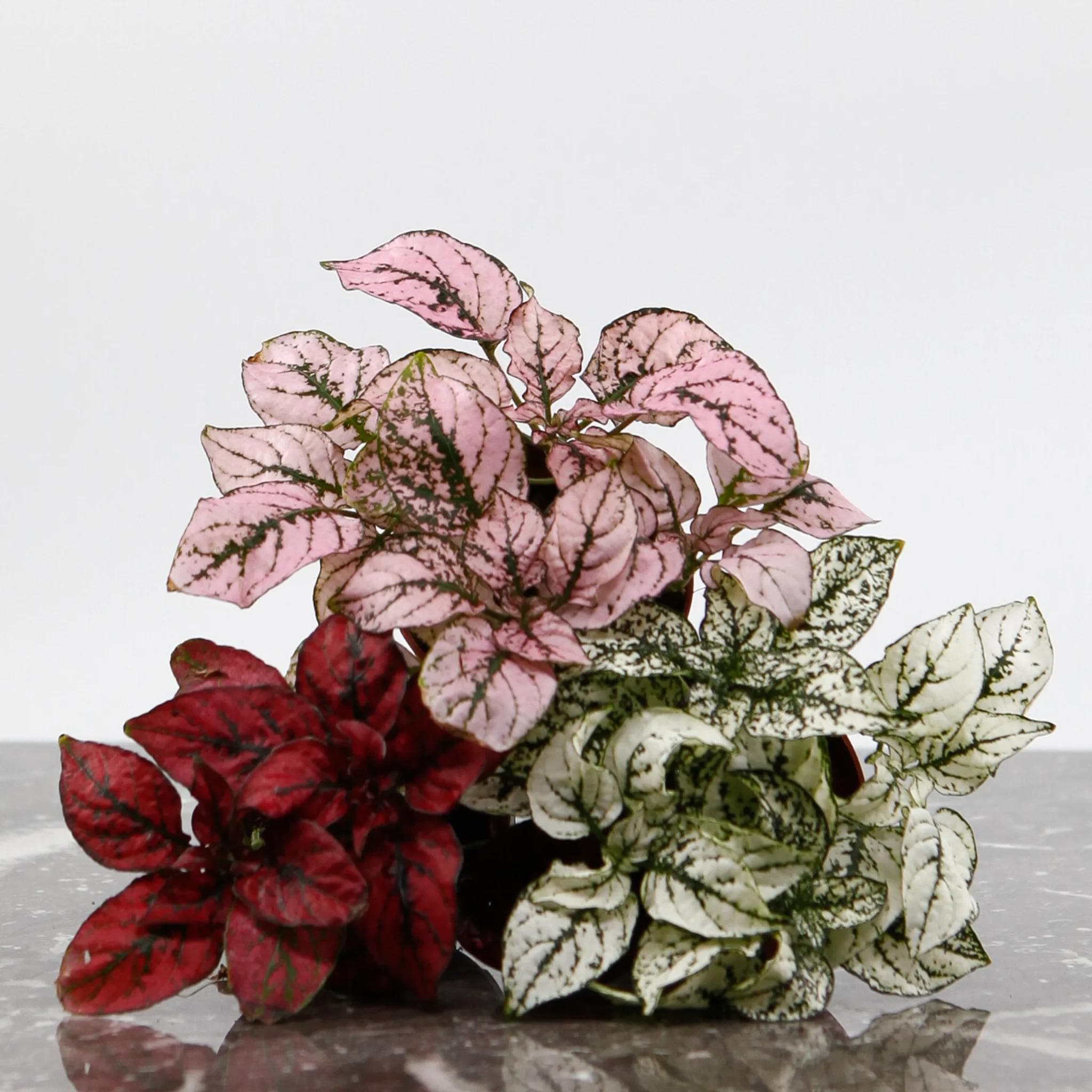 Hypoestes Phyllostachya — Feuillage éclaboussé de rose, de rouge ou de blanc sur fond vert : la plante aux taches de rousseur ne passe jamais inap
