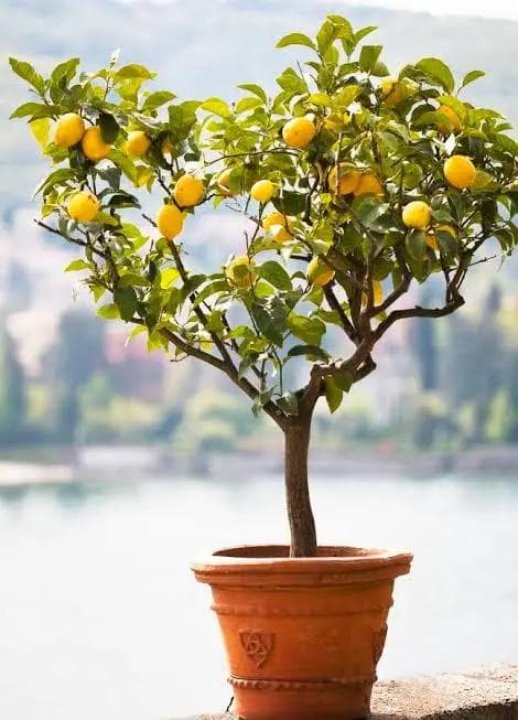 Citronnier — With its fragrant blossom and yellow fruit borne almost all year, the Lemon Tree is the most generous citrus and the mos