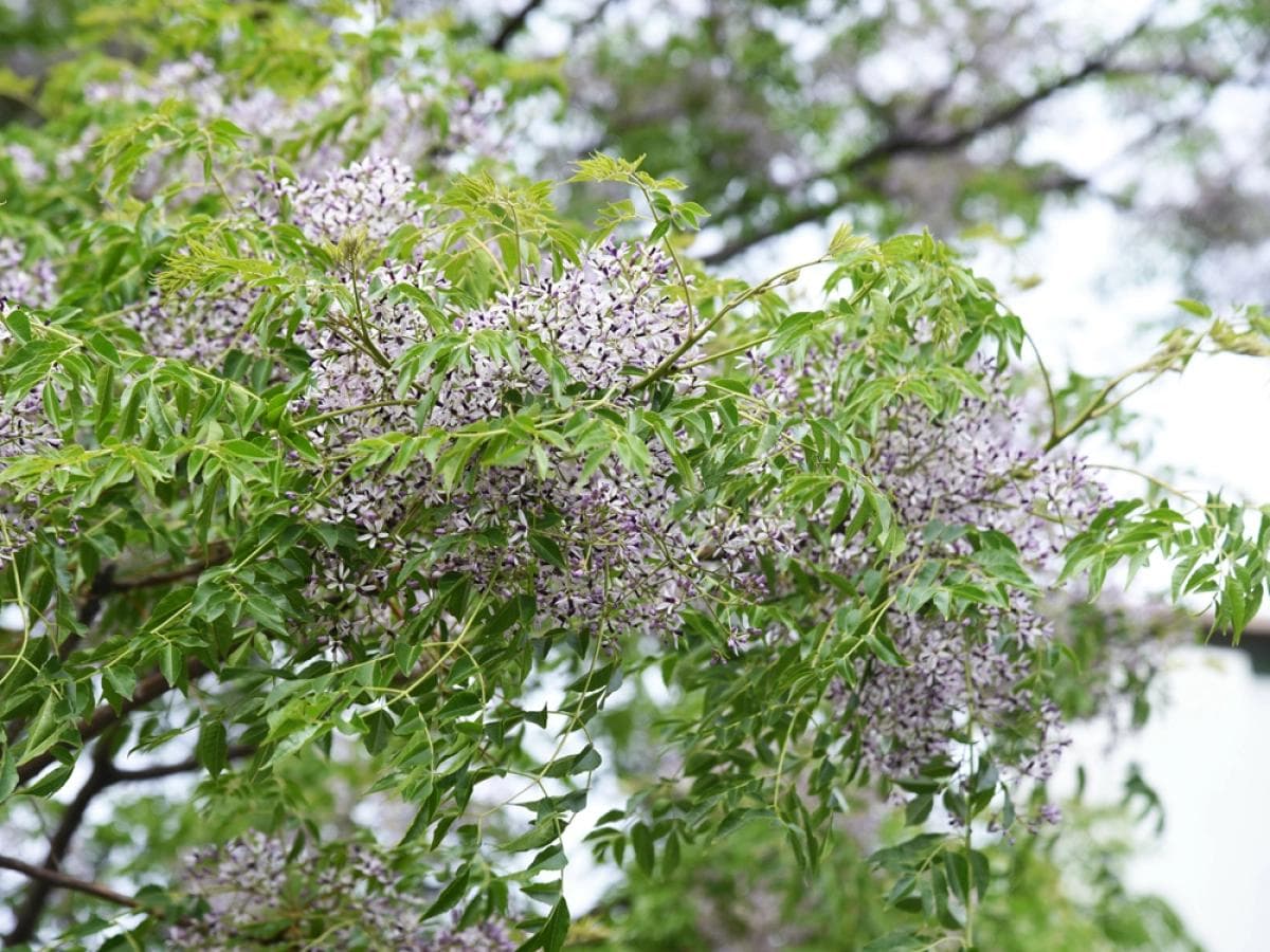 Lilas de Perse — Des grappes mauves parfumées au printemps, une ombre généreuse en été, et des billes jaunes qui restent tout l'hiver.