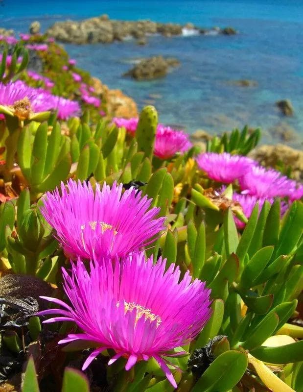 Mesembryanthemum — « Avec ses fleurs éclatantes qui s'ouvrent en plein soleil et son feuillage charnu tapissant, le Mésembryanthème couvre