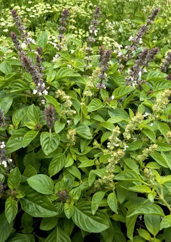 Basilic — Tender leaves scented with anise and clove: pinch it constantly to keep it from bolting and turning woody.