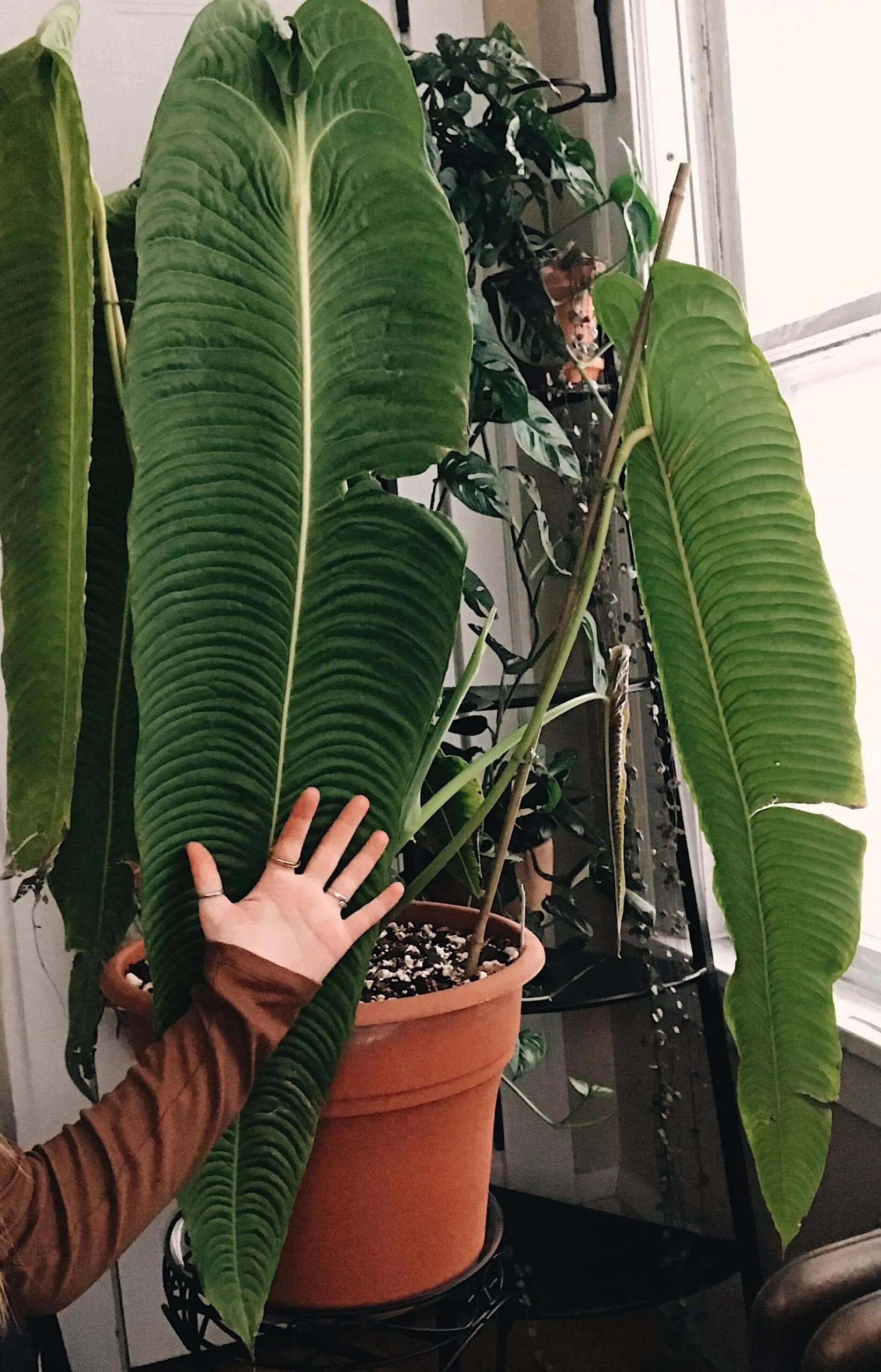 Anthurium Veitchii