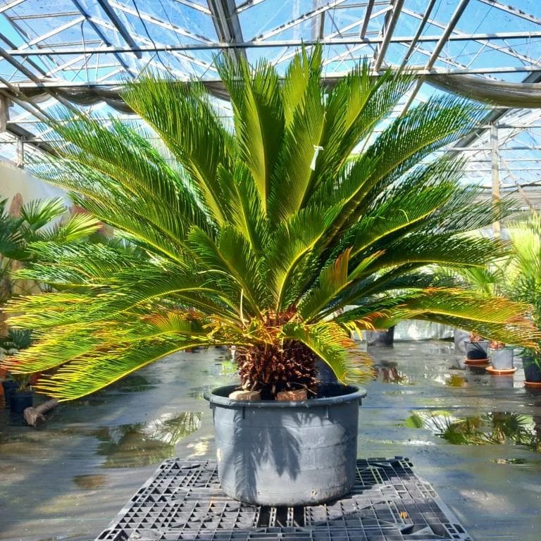 Cycas Revoluta — Avec sa rosette de feuilles rigides d'un vert profond disposées en couronne parfaite, le Cycas est une plante préhistori