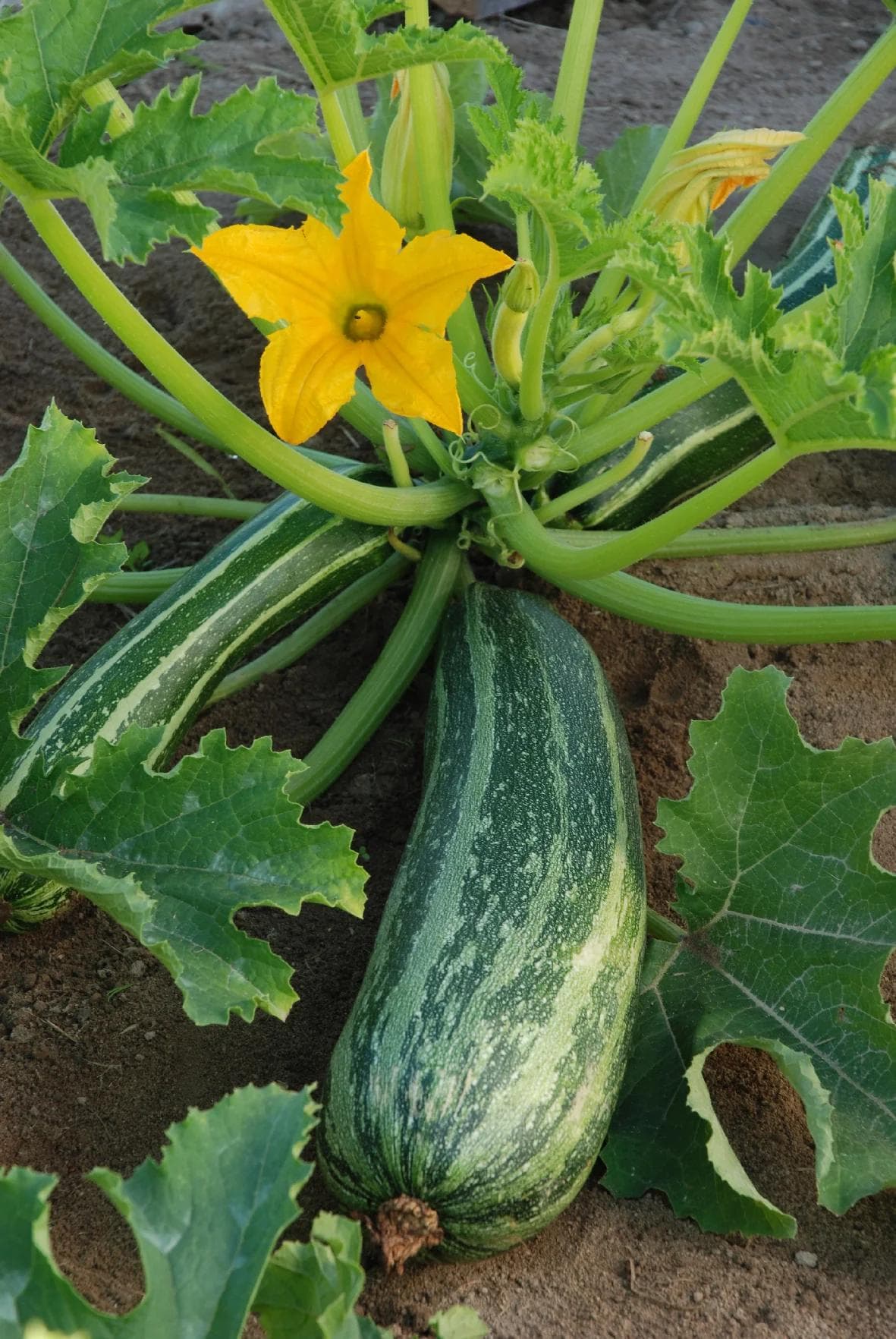 Courgette — With its broad leaves and elongated fruit that swell within days, the Courgette is the fastest and most productive veget
