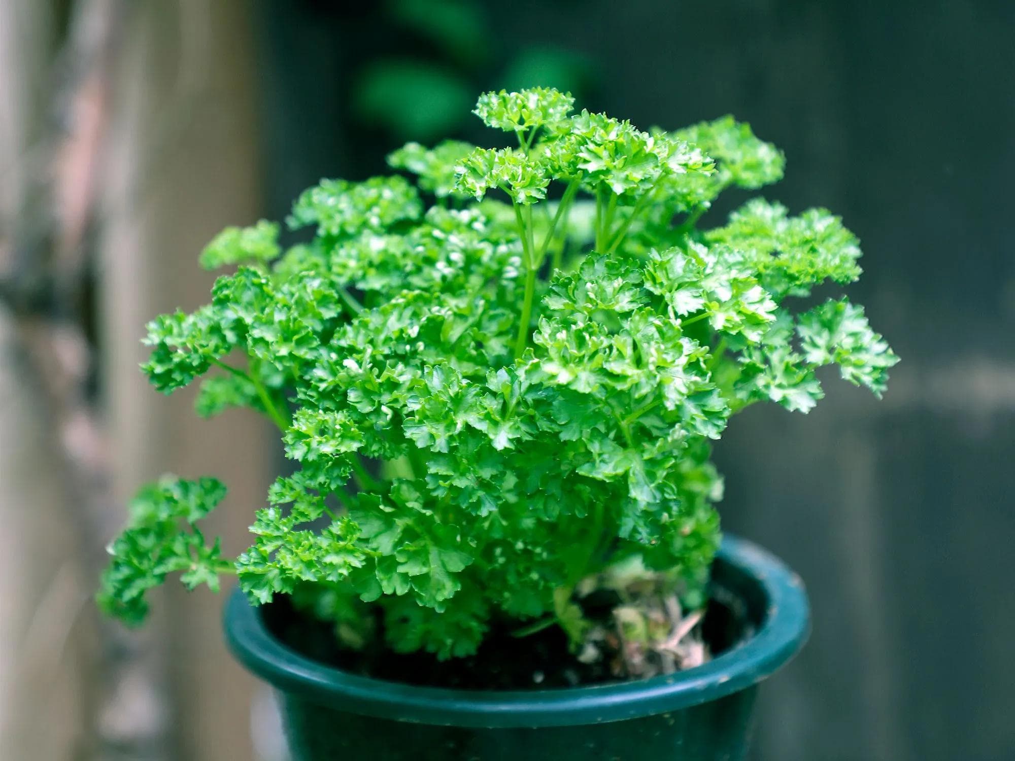 Persil — With finely cut bright green foliage and an unmistakable fresh scent, Parsley is the most indispensable herb in Tunisian