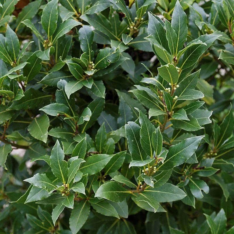 الرند — بأوراقه الدائمة الخضرة الداكنة وعطره الذي لا يُضاهى، يجمع الرند بين شجرة نبيلة وسياج أنيق وعشبة مطبخ أساسية.