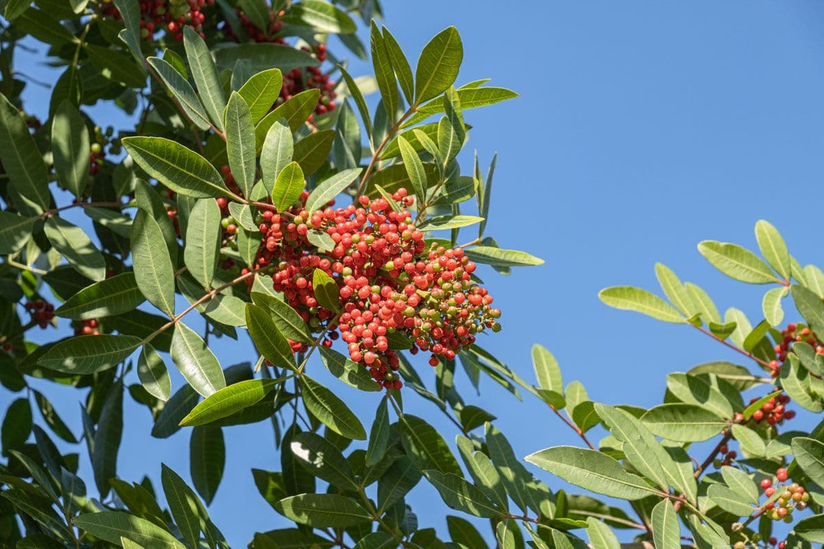 Lentisque — A pillar of the Tunisian maquis: resinous evergreen foliage, salt and wind tolerance, and a resin perfumed since antiqui