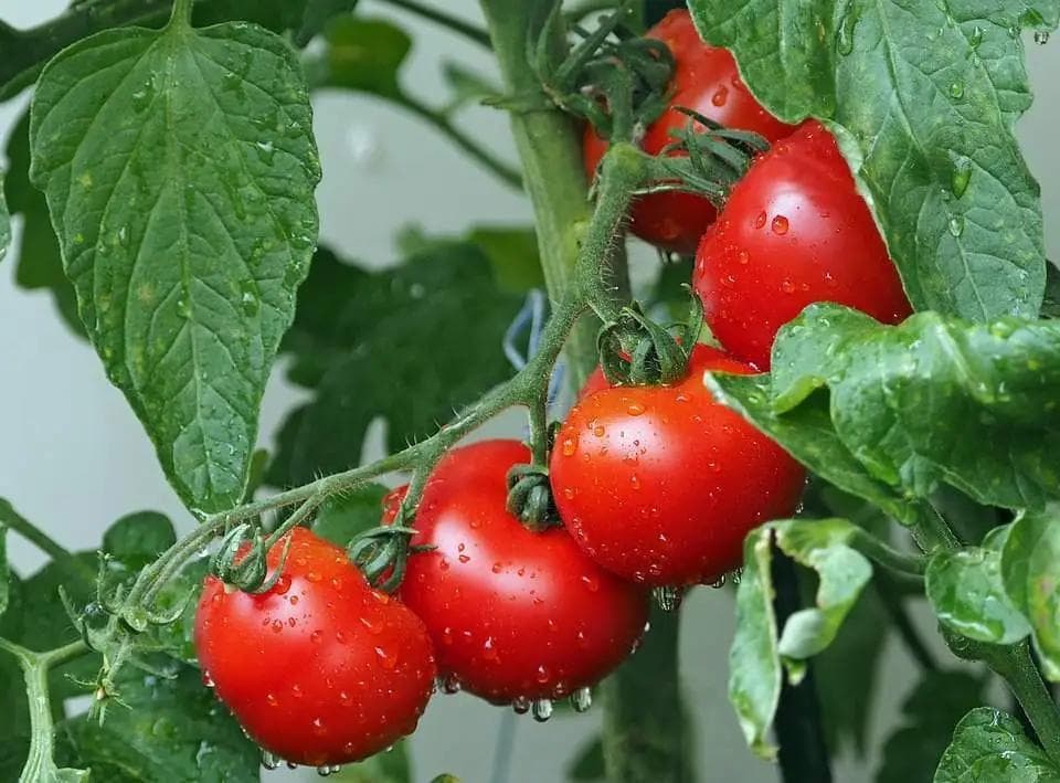 Tomate — With its clusters of sun-drenched red fruit, the Tomato is the undisputed queen of the Mediterranean vegetable garden.