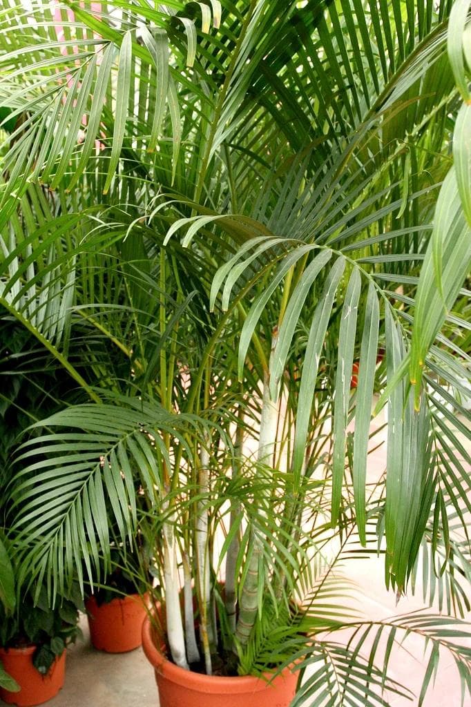 Palmier Areca — Clustered golden canes and feathery fronds: the most forgiving indoor palm, provided water never stands in the saucer.