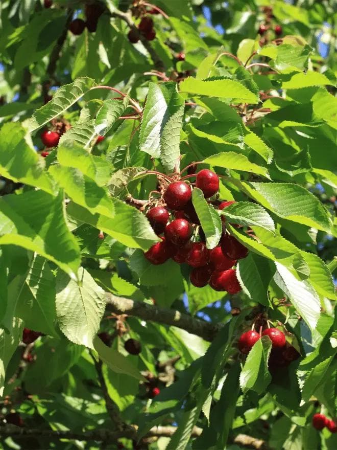 الكرز — بانفجار أزهاره البيضاء في الربيع وثماره الحمراء البرّاقة، يُعدّ الكرز من أكثر الأشجار المثمرة إبهارًا حين يُزهر.